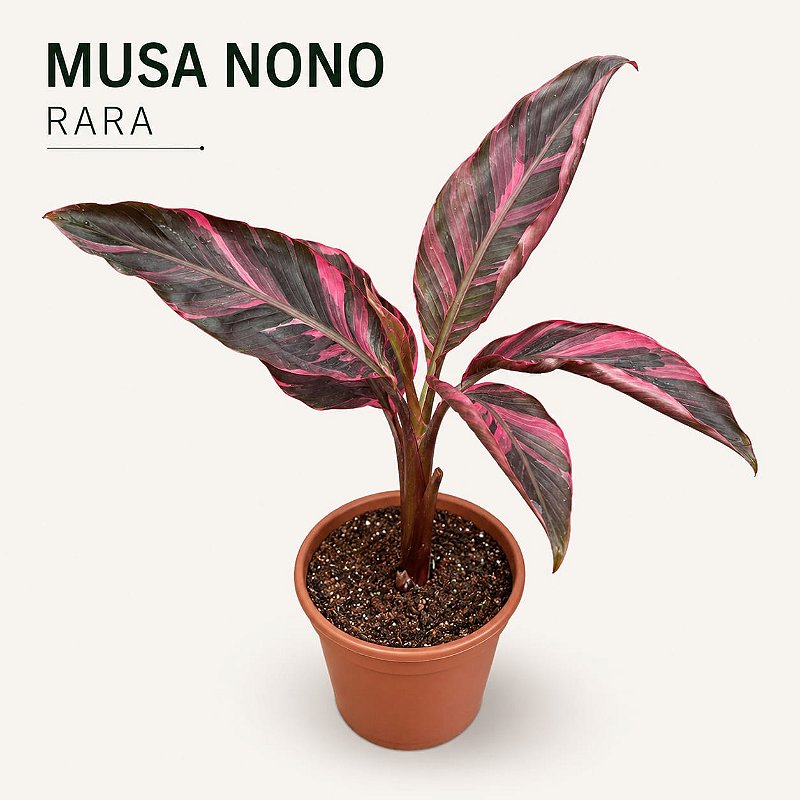 Musa nono Pink - Pote 17 muda com 40 a 60 cm - Rebrotar Plantas