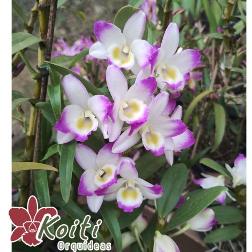Dendrobium Rabbit Dendrobium Pink Rabbit - Adulto - Koiti Orquídeas - Orquídeas direto do ...