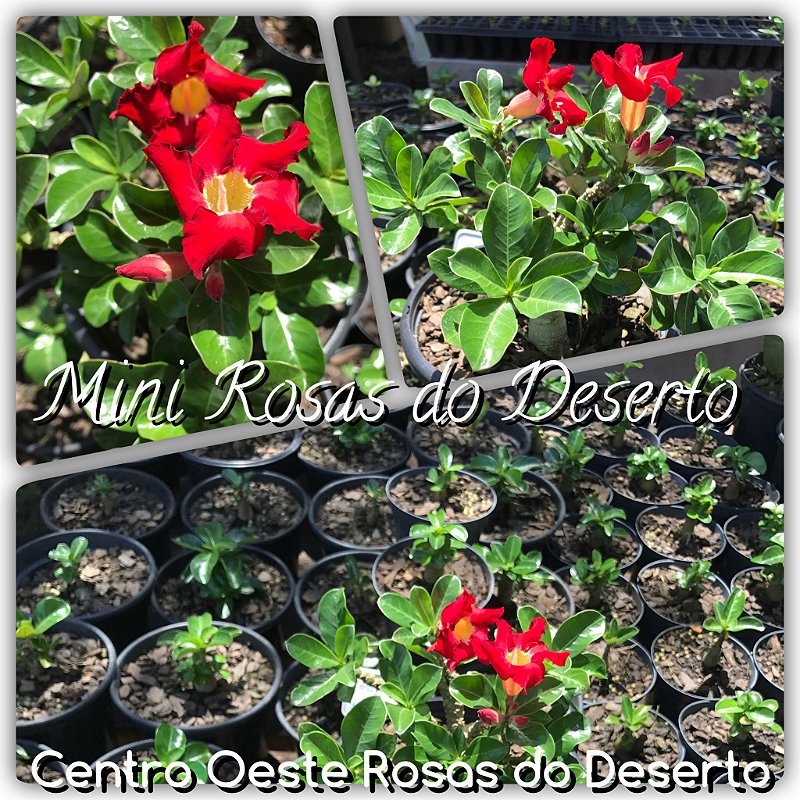 Rosa do Deserto - MINI Adenium - Flor Simples - Centro Oeste Rosas do  Deserto