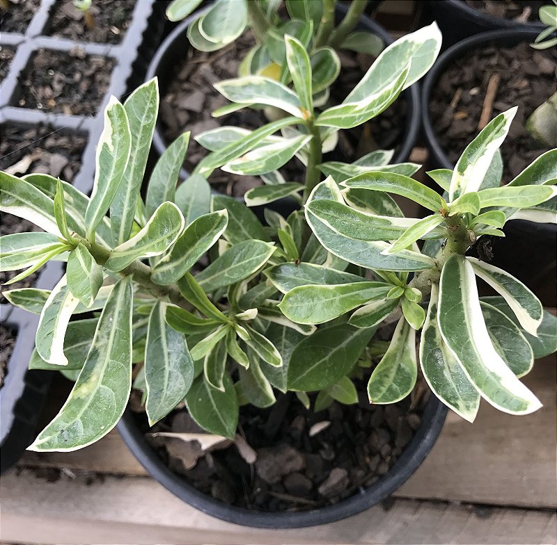 Muda VARIEGATA Rosa do Deserto - Flor Simples - Centro Oeste Rosas do