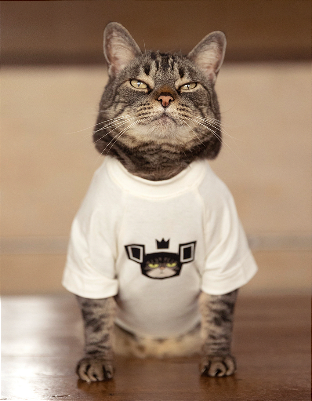 Camiseta para gatos Coala Festival Cansei de Ser Gato