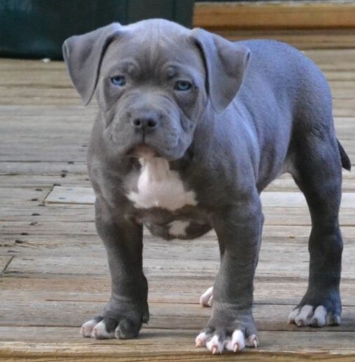 Pit Monster blue filhote Pit monster blue nose Canil de pit