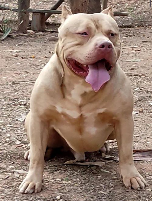 PIT MONSTER CABULOSO RED SABLE MONSTER GUETTO Canil de pit bull