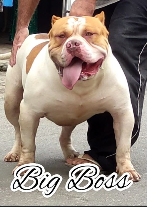 PIT BULL ブラジル産　サイズ44 PIT MONSTER BIG BOSS MBK - Canil de Pit Monster Brazilian bull e