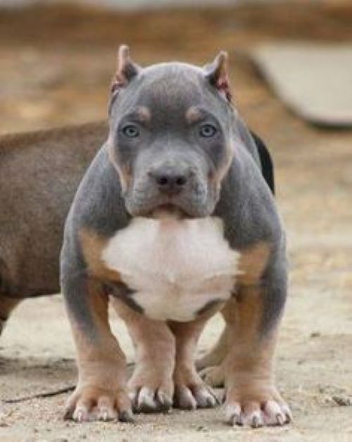 Pit Monster tri blue - Canil de Pit Monster Brazilian bull e
