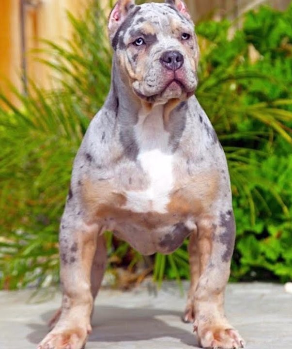PIt Monster Tri lilac merle - Canil de Pit Monster Brazilian bull