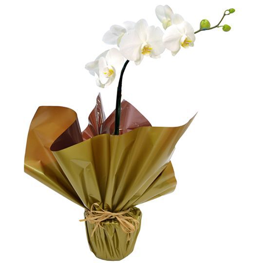 Orquídea Phaneanopolis Branca - Floricultura Mary Clar