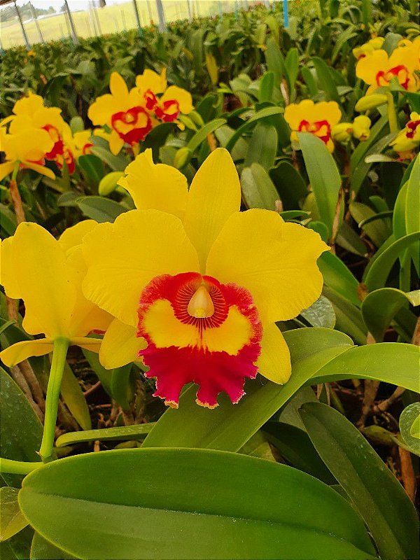 Download Blc. Chunyeah "Yellow Swallow" - Adulta - Orquidário Suzuki