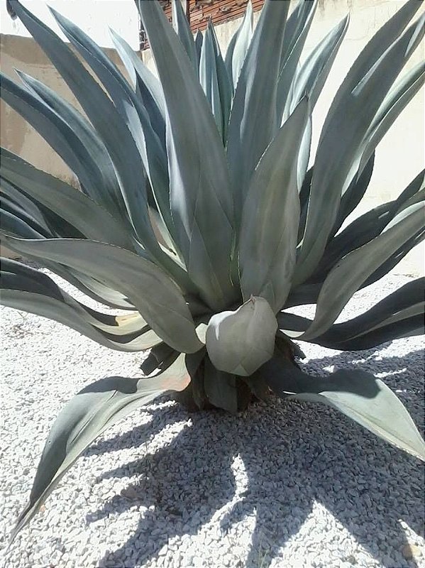 Agave americana, Venda online de plantas, Comprar online plantas