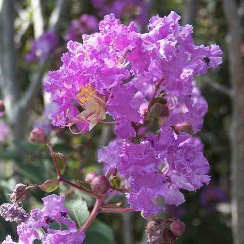 Resedá, Resedá roxo, Árvore resedá, Delivery de árvores, Entrega de ...