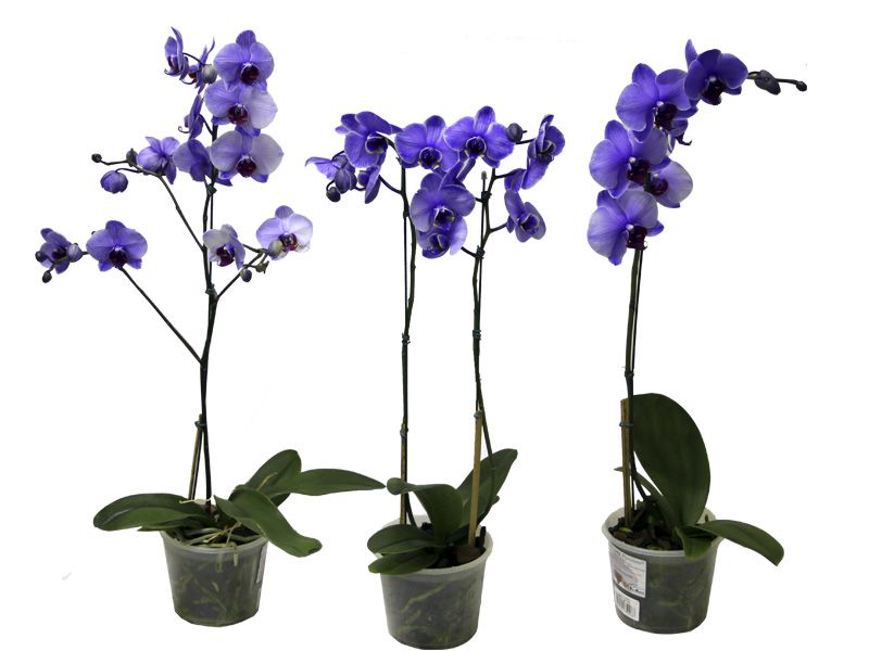 Orquídea roxa, Phalaenopsis, Orquídeas online, Comprar muda de orquíde roxa  online no RJ, Entrega de orquídeas, Delivery de orquídeas, Venda online de  orquídeas - Flora Delivery