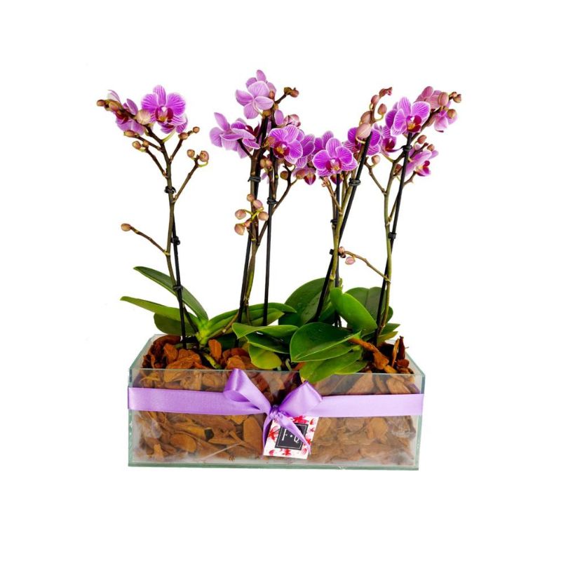 Trio de Mini Orquídea Phalaenopsis - Entrega de flores em até 3 horas ou  entrega GRÁTIS - Floricultura na Paulista