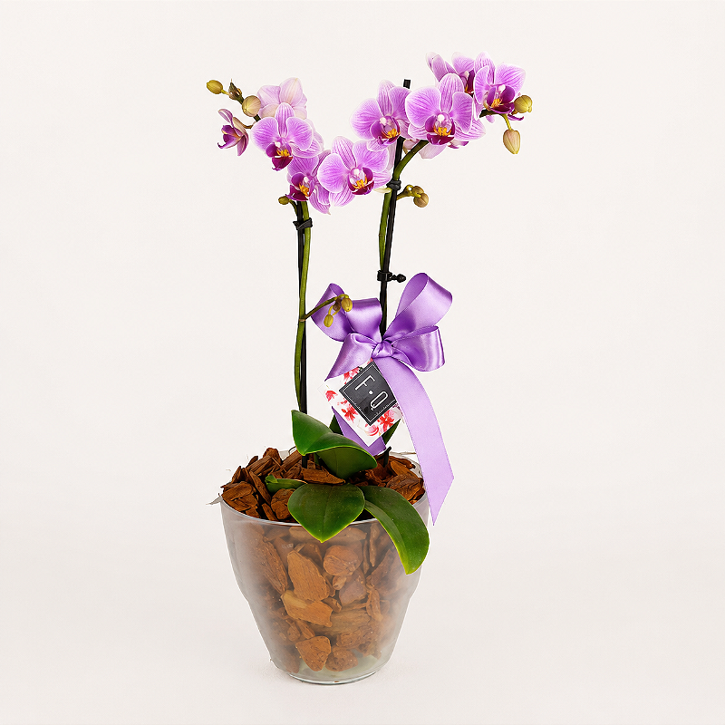 Mini Orquídea