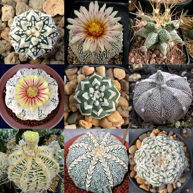Astrophytum Híbrido Mix (Cactos) 10 sementes - Garden Mania