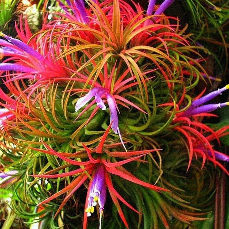ブロメリア・エアープランツ Tillandsia ionantha 'Apretado' RFI Tillandsia ionantha (Mini Bromélia) 10 sementes - Garden Mania