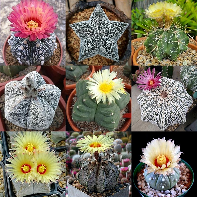 Astrophytum Mix – 10 Sementes - Cactos Raros - Garden Mania