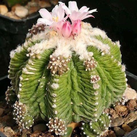 Aztekium ritteri (Cactos Raro) 10 sementes - Garden Mania Sementes e ...