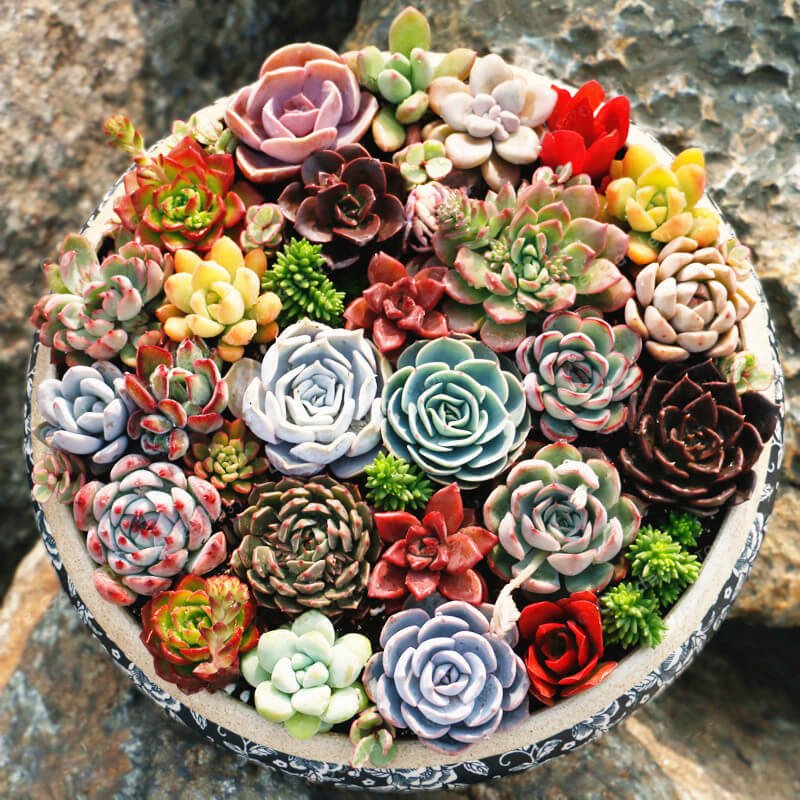 Sementes de Echeveria Mix (20 sementes) - Garden Mania Sementes e