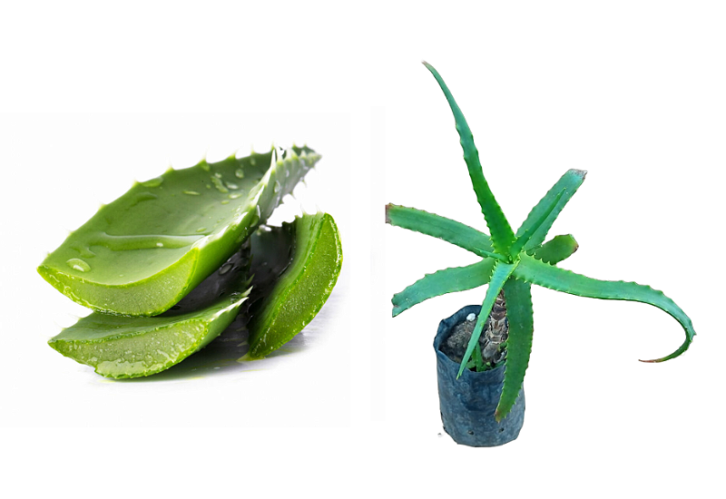 Babosa - Aloe Vera - 1 Muda - Cultivo Sem Agrotóxico - Manah da Terra