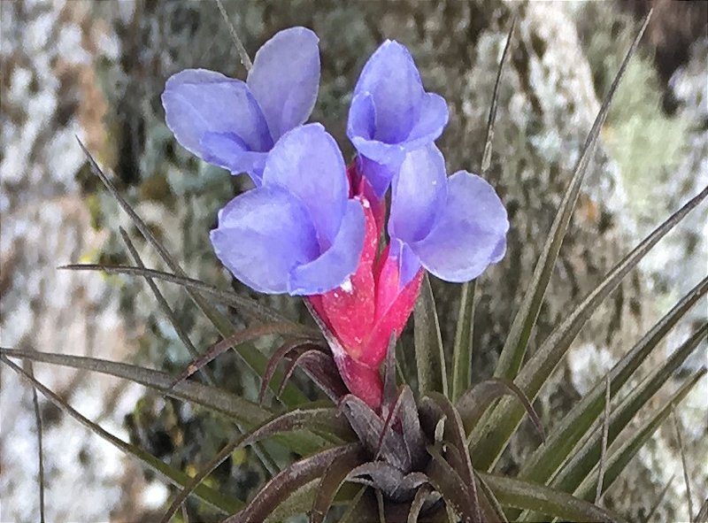 ブロメリア・エアープランツ Tillandsia 'Tami Okuda' from J.Domingo Frontier Plants】オンラインストア5月5日入荷予定のチランジア紹介
