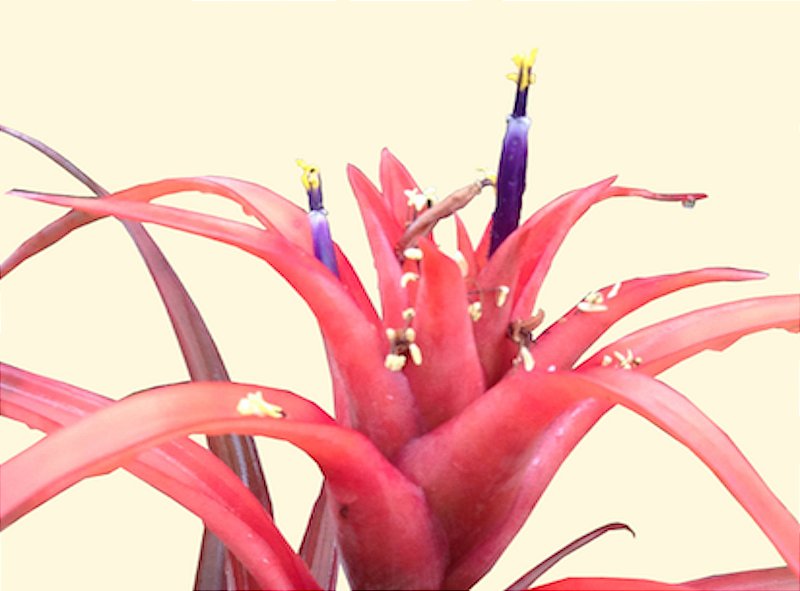 Tillandsia capitata - Tillandsias Brasil