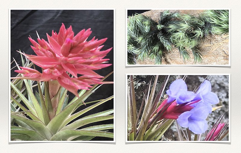 Tillandsia Gratis - Tillandsias Brasil