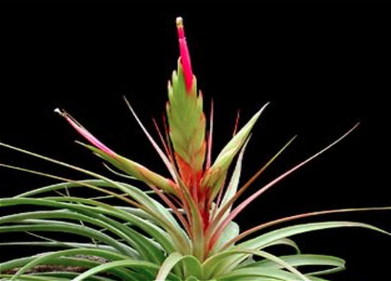 ブロメリア・エアープランツ Tillandsia concolor MB x chiapensis MB J Tillandsia chiapensis x concolor - Bird Rock Tropicals