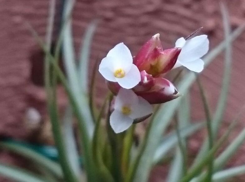 Tillandsia pardoi - Tillandsias Brasil