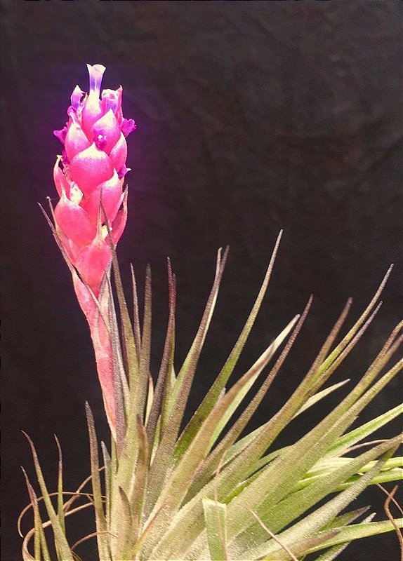 Tillandsia stricta × neglecta (sp) T'S株 Tillndsia stricta Tillandsia stricta × neglecta (sp) T'S株 Tillndsia stricta