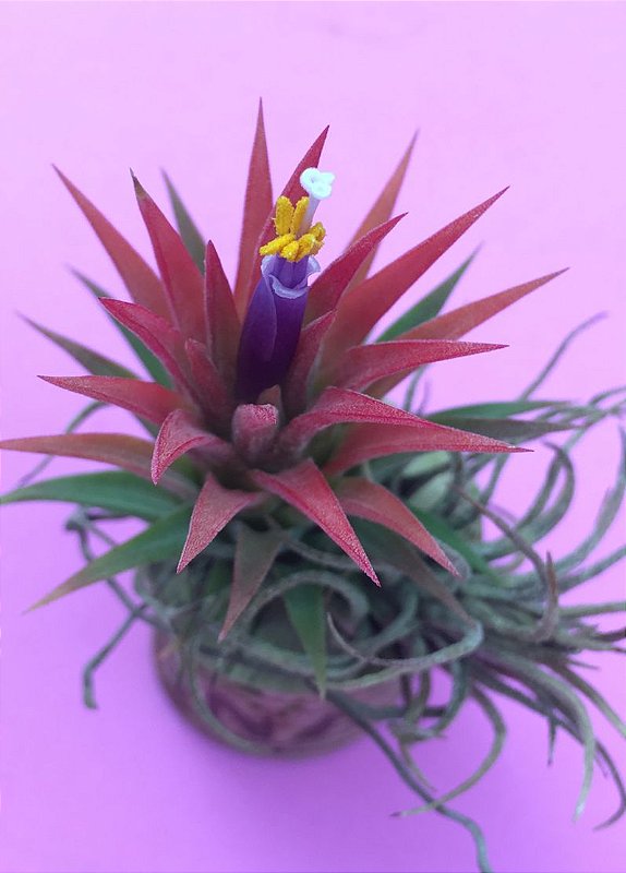Tillandsia ionantha CF - Tillandsias Brasil