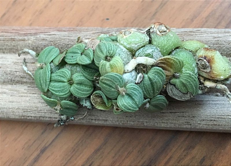 constantia cipoensis mini orquidea Tillandsias Brasil