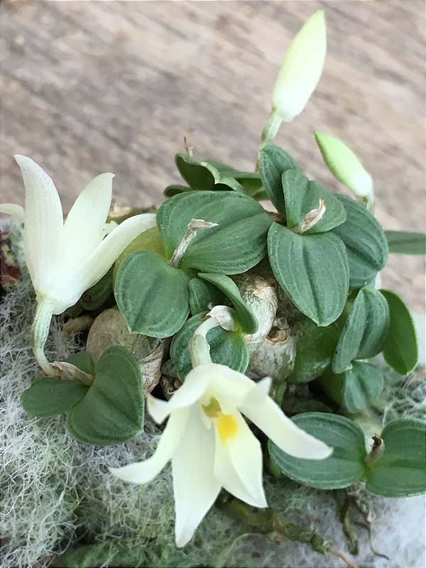 constantia cipoensis mini orquidea Tillandsias Brasil