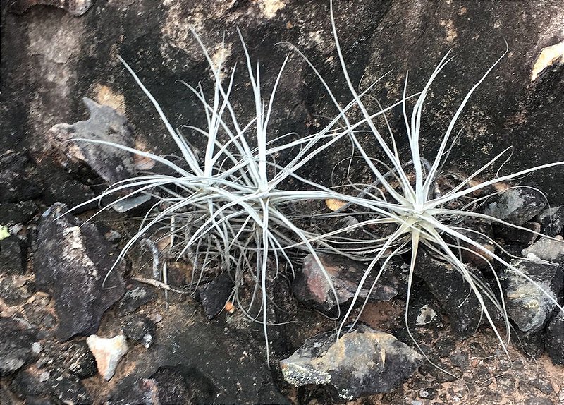 tillandsia retrorsa air plant - Tillandsias Brasil