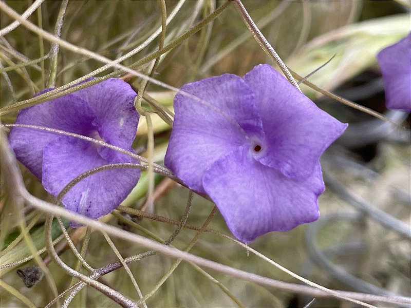 ヒルタ Tillandsia Tillandsia geminiflora - Tillandsias Brasil