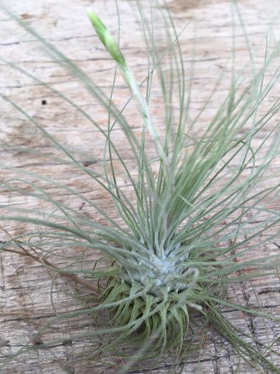 tillandsia fuschii air plant - Tillandsias Brasil