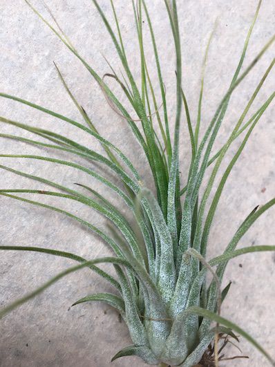 Tillandsia ionantha Var Delicata Air Plant - Tillandsias Brasil