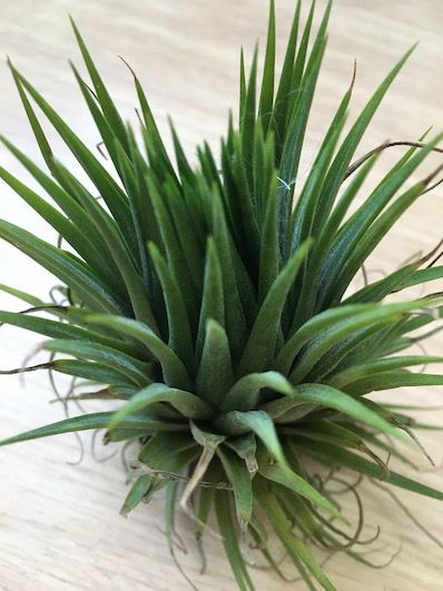 ブロメリア・エアープランツ Tillandsia 'BC' x ionantha'Ron' YCB ブロメリア・エアープランツ Tillandsia 'BC' x ionantha'Ron' YCB