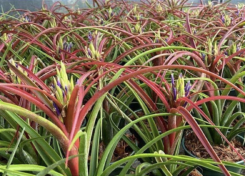 tillandsia zacapa air plant - Tillandsias Brasil