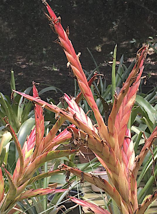 tillandsia fascicuata - Tillandsias Brasil