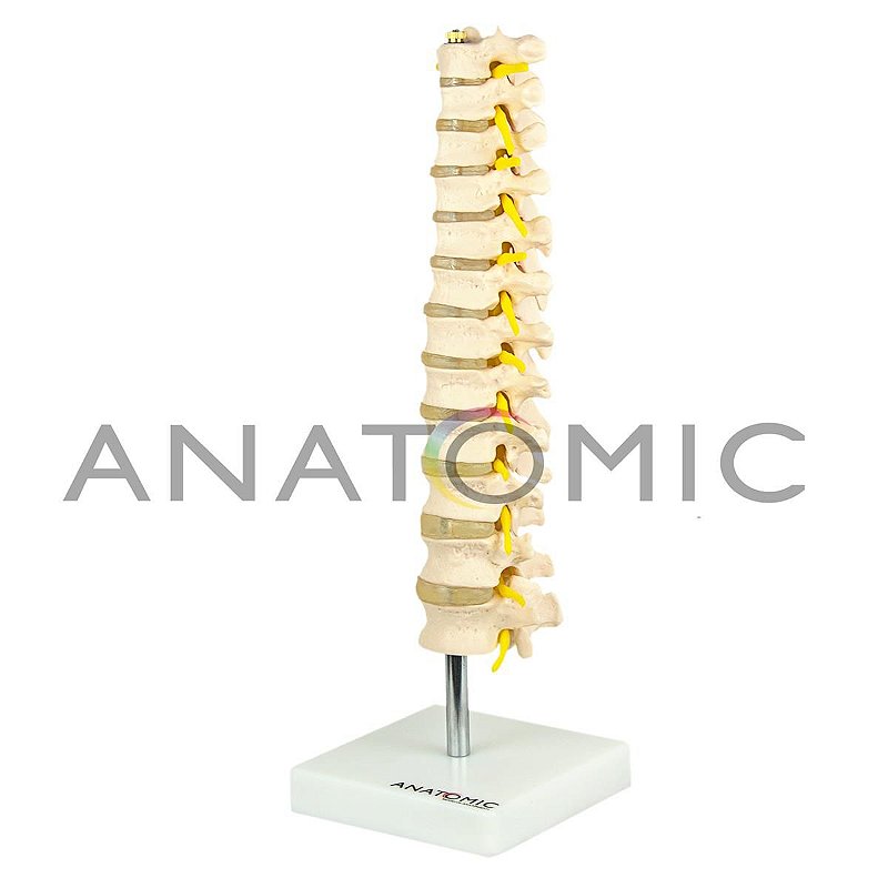 Coluna Vertebral Torácica TGD-0143-A