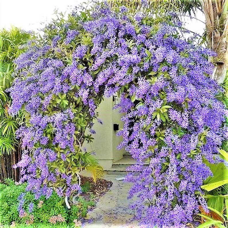 Muda de Flor de São Miguel Azul-Clonadas Ja pode florecer-Dancruz - Dancruz  Plantas