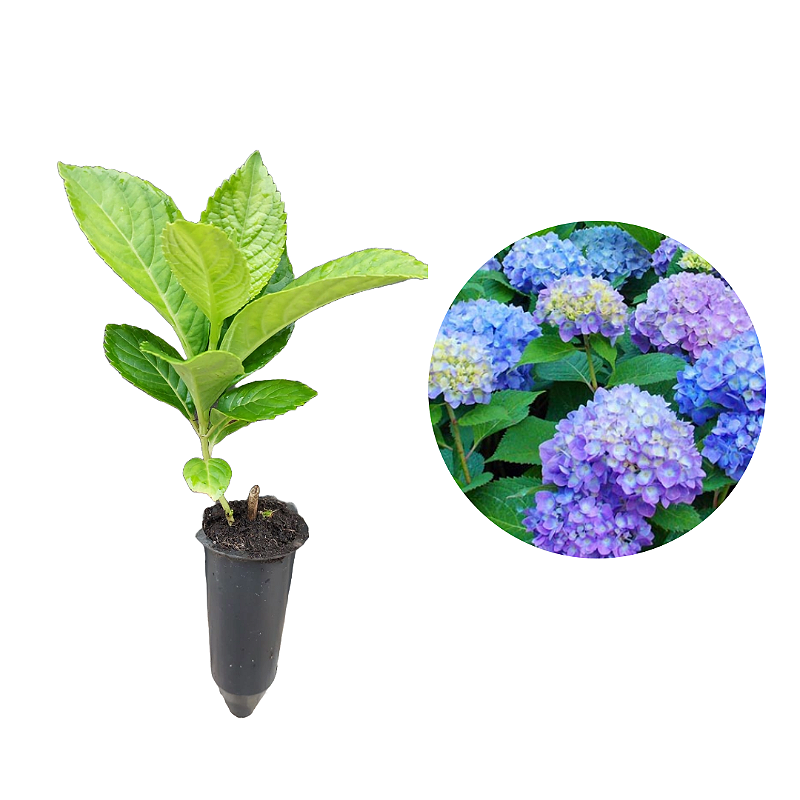 Kit 100 Muda Hortência (Hydrangea macrophylla) Dancruz Plantas