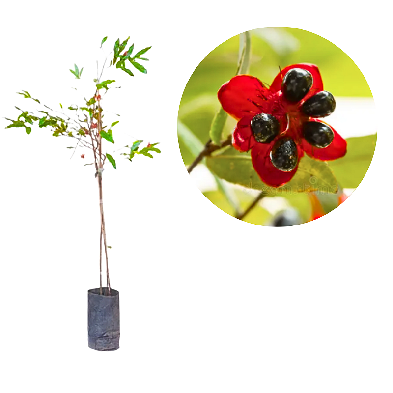 Muda Flor Do Mickey Mouse De Ochna Kirkii-Dancruz - Dancruz Plantas