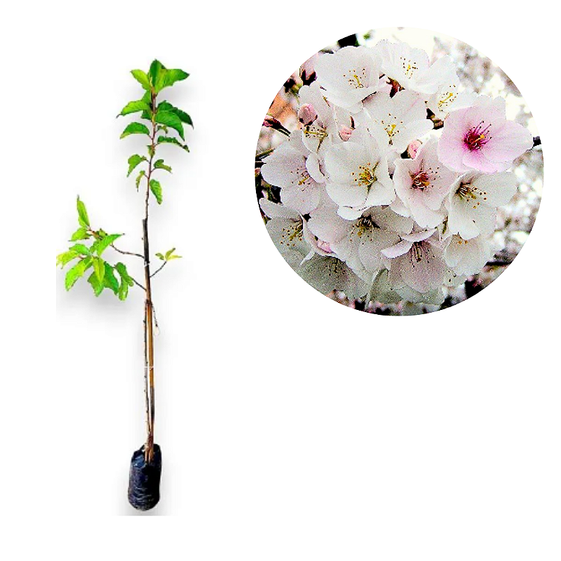 Sakura Rosa, a cerejeira japonesa-Dancruz Plantas - Dancruz Plantas