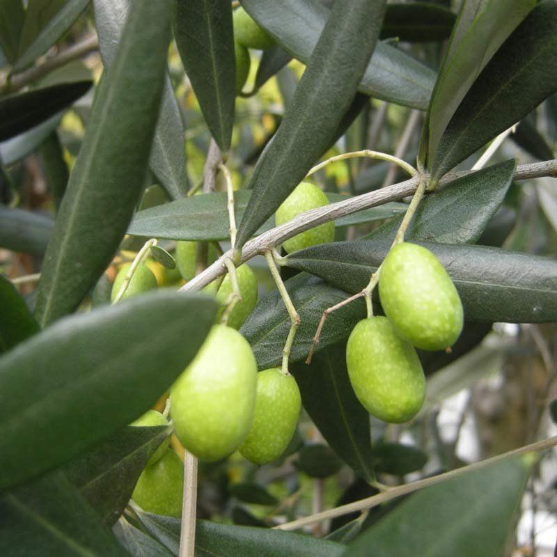 Olea europaea fruit oil