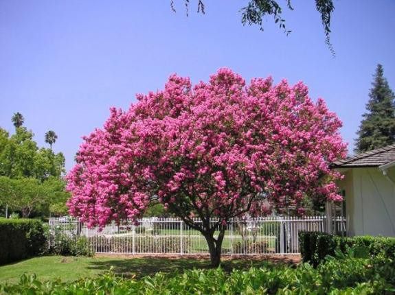 Muda de Quaresmeira Rosa (Tibouchina)-Dancruz Plantas - Dancruz Plantas Muda de Quaresmeira Rosa (Tibouchina)-Dancruz Plantas - Dancruz Plantas
