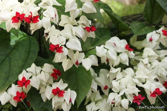 comprar Muda da Flor Lágrima de Cristo Branca - Clerodendron Thomsonia -  Dancruz Plantas