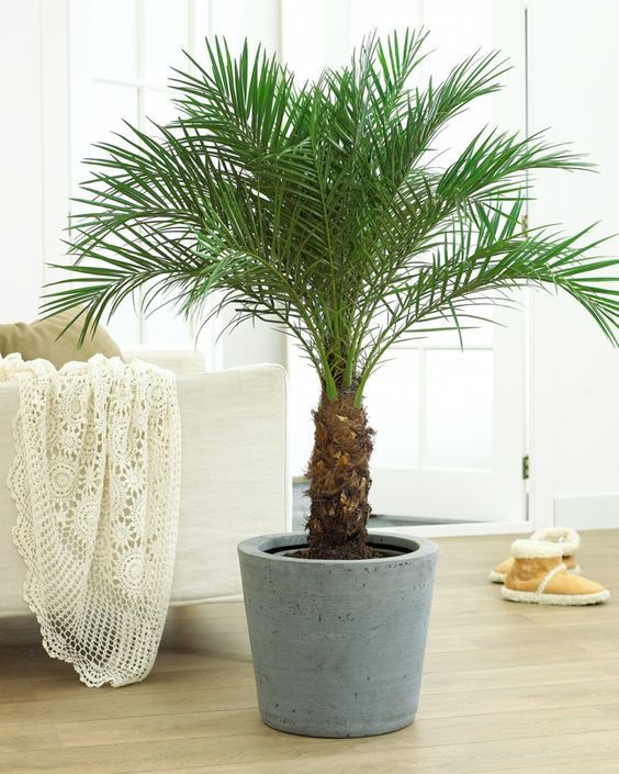 comprar muda Muda Palmeira Fenix Phoenix Roebilinii - Dancruz Plantas
