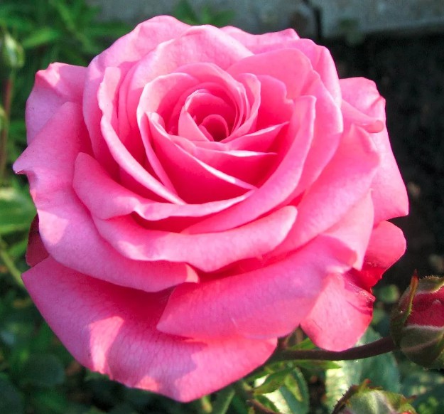 Muda Rosa Pink Enxertada - Prestes a dar Flor - Dancruz Plantas