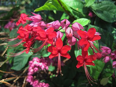 Muda da Flor Lágrima de Cristo Vermelha - Clerodendron Thomsoniae,Muda -  Dancruz Plantas